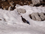 Black Grouse (Lyrurus tetrix)