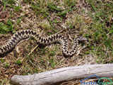 European adder (Vipera berus)