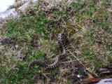 European adder (Vipera berus)