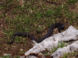 European adder (Vipera berus)