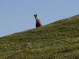 Chamois (Rupicapra rupicapra)