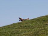 Chamois (Rupicapra rupicapra)