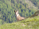 Chamois (Rupicapra rupicapra)