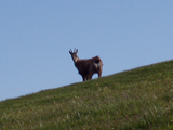 Chamois (Rupicapra rupicapra)