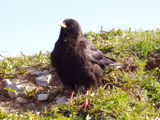 Alpine Chough (Pyrrhocorax graculus)