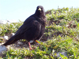 Alpine Chough (Pyrrhocorax graculus)