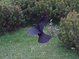 Alpine Chough (Pyrrhocorax graculus)