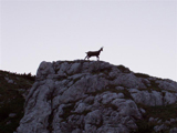 Chamois (Rupicapra rupicapra)