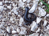 Alpine Salamander (Salamandra atra)