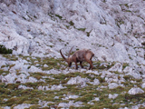 Alpine Ibex (Capra ibex)