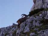 Alpine Ibex (Capra ibex)