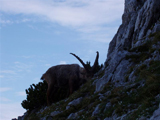 Alpine Ibex (Capra ibex)