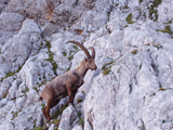 Alpine Ibex (Capra ibex)