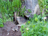 Alpine Marmot (Marmota marmota)