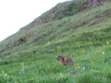 Alpine Marmot (Marmota marmota)