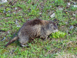 Alpine Marmot (Marmota marmota)