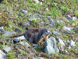 Alpine Marmot (Marmota marmota)