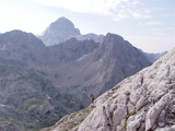 Alpine Ibex (Capra ibex)