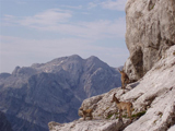 Alpine Ibex (Capra ibex)