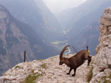 Alpine Ibex (Capra ibex)