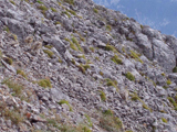 Rock ptarmigan (Lagopus mutus)