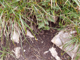 European adder (Vipera berus)