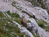 Alpine Ibex (Capra ibex)