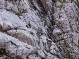 Alpine Ibex (Capra ibex)