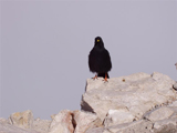 Alpine Chough (Pyrrhocorax graculus)