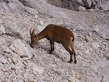 Alpine Ibex (Capra ibex)