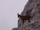 Alpine Ibex (Capra ibex)