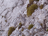 Rock ptarmigan (Lagopus mutus)