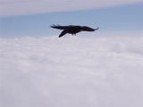 Alpine Chough (Pyrrhocorax graculus)