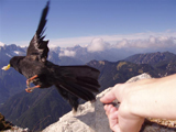 Alpine Chough (Pyrrhocorax graculus)