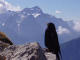 Alpine Chough (Pyrrhocorax graculus)