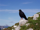 Alpine Chough (Pyrrhocorax graculus)