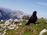 Alpine Chough (Pyrrhocorax graculus)