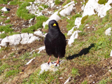 Alpine Chough (Pyrrhocorax graculus)