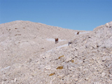 Alpine Ibex (Capra ibex)