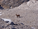 Alpine Ibex (Capra ibex)