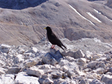 Alpine Chough (Pyrrhocorax graculus)