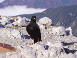 Alpine Chough (Pyrrhocorax graculus)