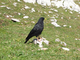 Alpine Chough (Pyrrhocorax graculus)