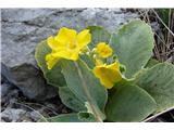 Primula auricula