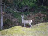 Roe (Capreolus capreolus)