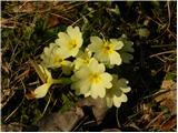 Primula vulgaris