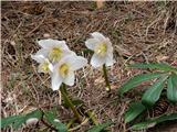 Črni teloh (Helleborus niger)