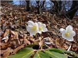 Helleborus niger