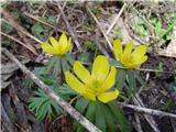 Winter aconite (Eranthis hyemalis)