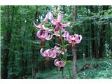 Martagon lily (Lilium martagon)